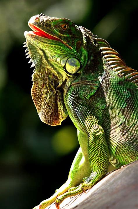 green iguana iguanas photo 40322423 fanpop