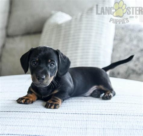 Milo Dachshund Mini Puppy For Sale In Newburg Pa Lancaster Puppies