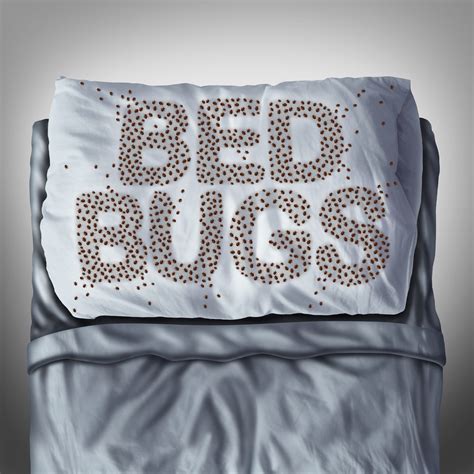 Top 5 Bed Bug Facts Tucsonans Must Know Dsr Pest Management