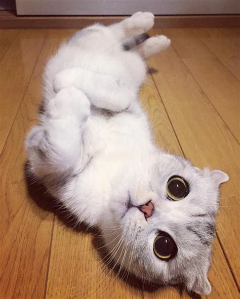10 Photos Of Adorable Big Eyed Japanese Cat Hana Instagram Viral