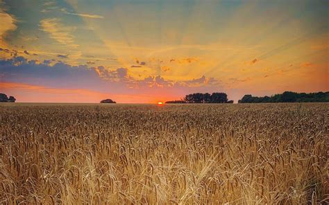 A Barley Field Near Cambridge Uk Grain Sunset Trees Landscape