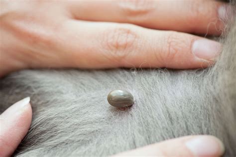 Ticks On Dogs Types Prevention And Treatment Petstock Blog