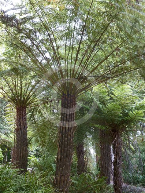 Cyathea Australis Rough Tree Fern Information And Photos
