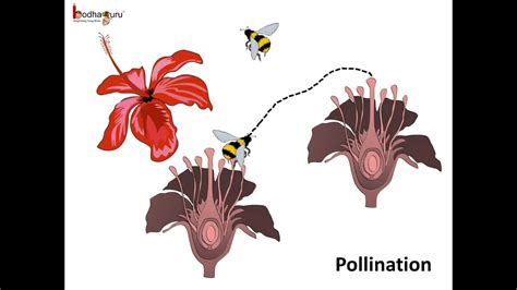 After gathering ourselves and our packs, we headed down to our homestay family's small dining room for breakfast. Science - What is pollination and what happens after it ...