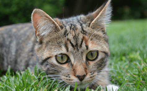 Wth Police Officers In Iowa Are Shooting Feral Cats One Green Planet