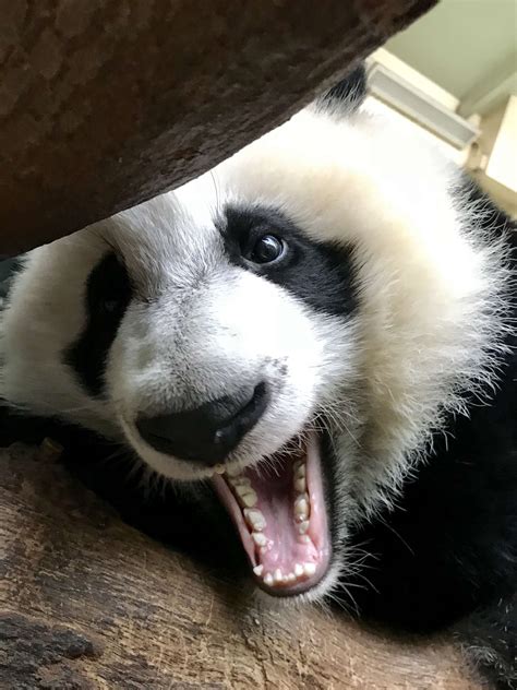 Panda Updates Wednesday November 15 Zoo Atlanta