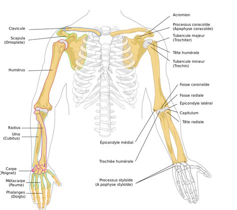 Human Arm Bones Diagram Fr Membre Supérieur Anatomie Humaine