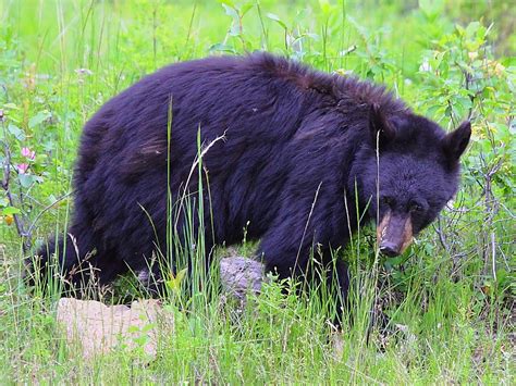 Img3156 Black Bear Yellowstone National Park Canon Eos 5 Flickr