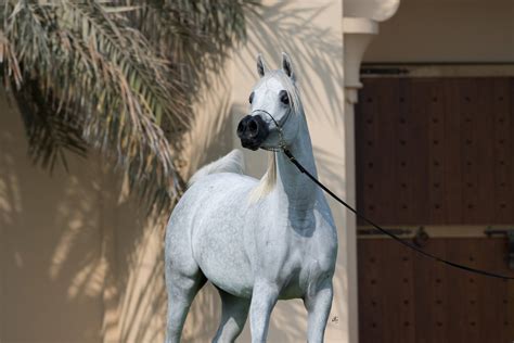 D Afaf Dubai Arabian Horse Stud