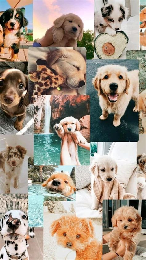 Cute Animal Collages Dog Collages Hd Phone Wallpaper Pxfuel