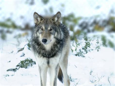 The Gray Wolf Wolves In The State Of Oregon