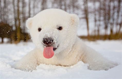 24 Pics Of Adorable Polar Bear Cubs Chilling Out In The Snow Showing Us