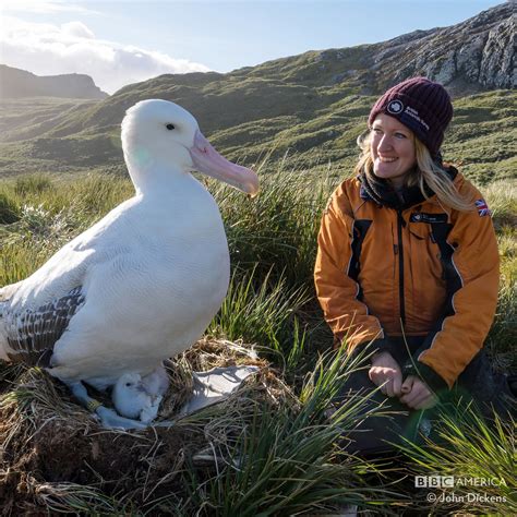 Bbc America A Twitter Did You Know That The Wandering Albatross Has