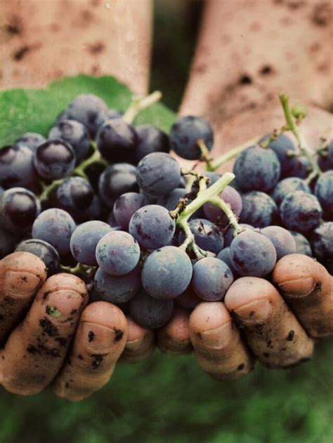 23 Facts You Probably Didnt Know About Grapes Story Interesting Facts