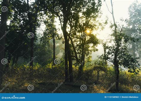 Sun Shines Through The Branches Of Green Trees In A Dense Forest Stock