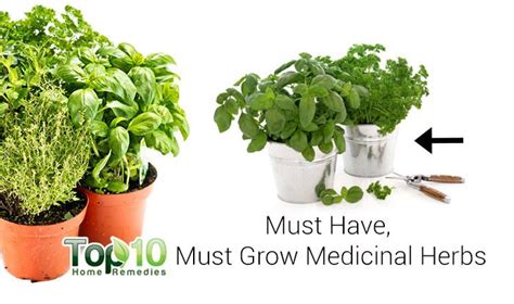 10 Medicinal Herbs You Can Grow At Home Top 10 Home Remedies
