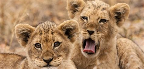 Lions Are Critically Endangered In West Africa
