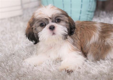 Shih Tzu Puppies For Sale Orange County Ca