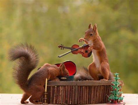 Photographers Hilarious Pics Of Squirrels Making Music In Woodland