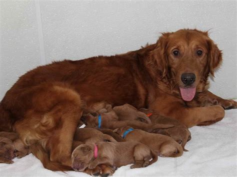 He is a very sweet, loving, happy personality. Dark Red Golden Retriever For Sale | PETSIDI
