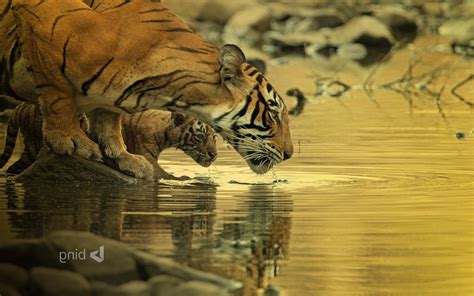 Wallpaper Water Tiger Wildlife Big Cats Baby Animals