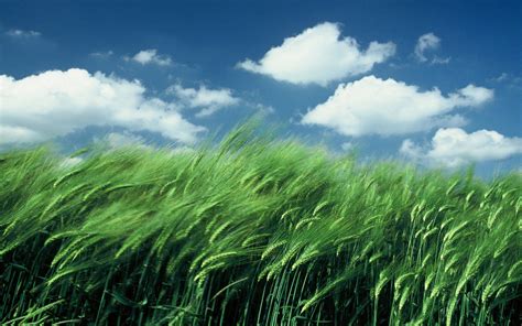 Wallpaper Blow Wind In Wheat Field Weather 1920 X 1200 Weather