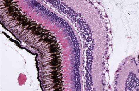 Special Stains Histology Research Core