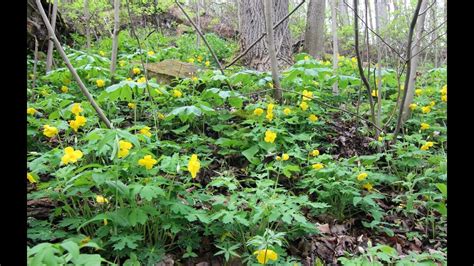 Woodland Spring Ephemeral Wildflowers Southern Ohio Youtube