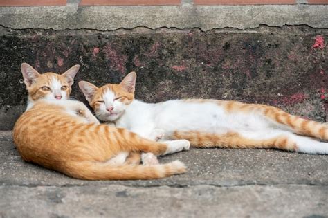 Premium Photo Two Young Orange Kitten Lying