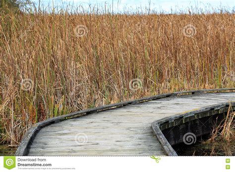 Boardwalk Through A Marsh Lined With Reeds Stock Photo Image Of