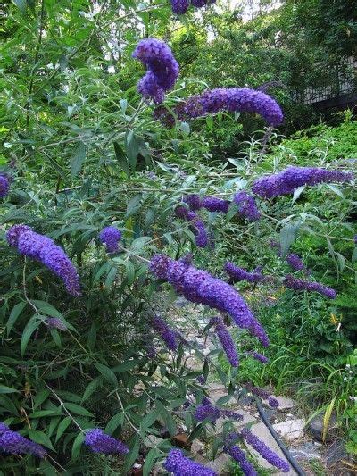 Butterfly Bush Planting Tips On Caring For Butterfly Bushes Plants