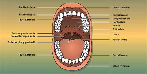 The Oral Cavity Is Limited By The Palate The Base Of The Mouth The
