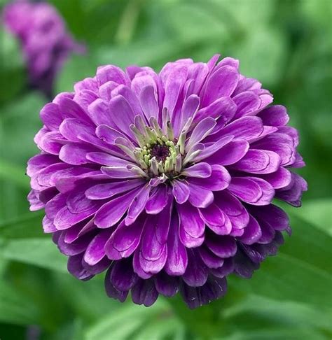 20 Dark Purple Flowers Flowersandflowerthings