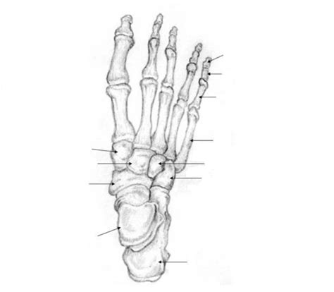 Bones Of The Foot Diagram Quizlet