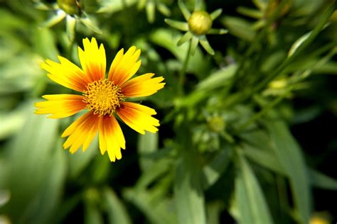 Yellow And Orange Flower Bloom Free Photo On Pixabay Pixabay