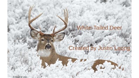 White Tailed Deer By Justin Leong