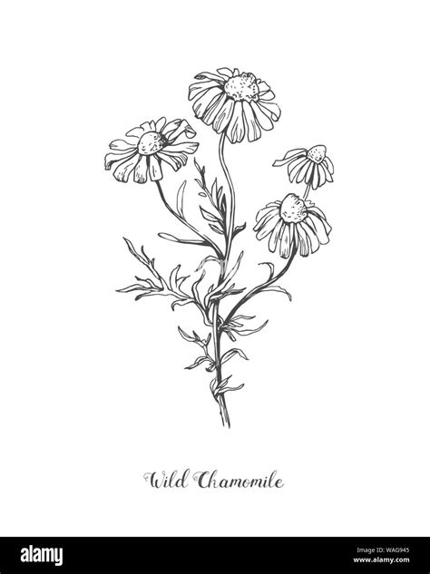 Daisy Flower Line Art Drawing Vector Hand Drawn Engraved Illustration