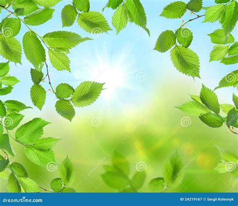 Beautiful Soft Green Background Royalty Free Stock Photography Image