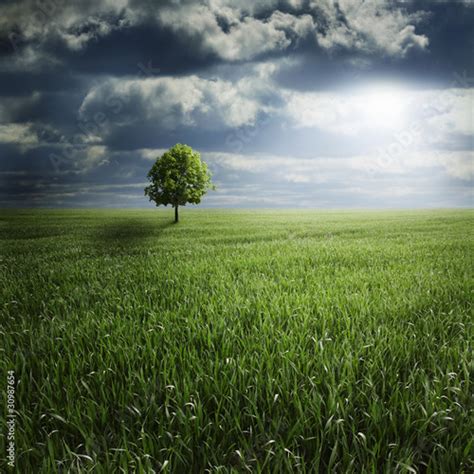 Lone Tree In Field With Storm Stock Photo And Royalty Free Images On