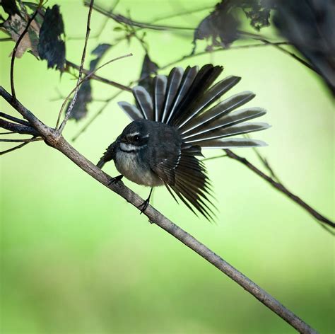 All Fanned Out Photograph By Heather Thorning Fine Art America