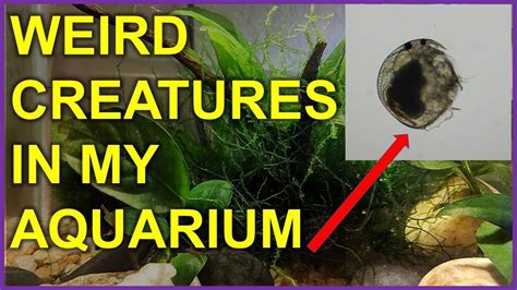 3.9 out of 5 stars. Feeding My African Dwarf Frogs, Strange Creatures In My ...