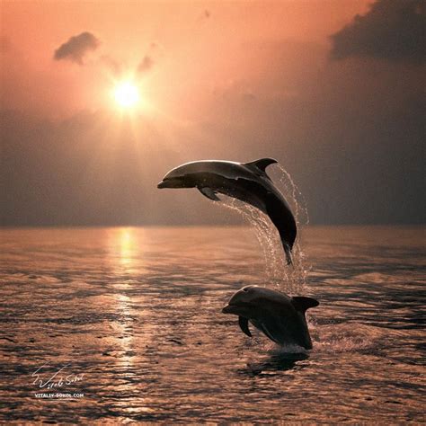 Photograph Dolphins By Vitaliy Sokol On 500px Dolphins Ocean Animals