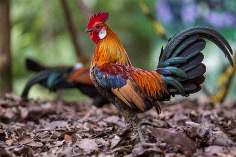 Red Junglefowl Meet The Ancestor Of The Domestic Chicken Photos