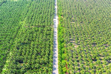 Aerial View Of Coconut Palm Trees Plantation And The Road Stock Image