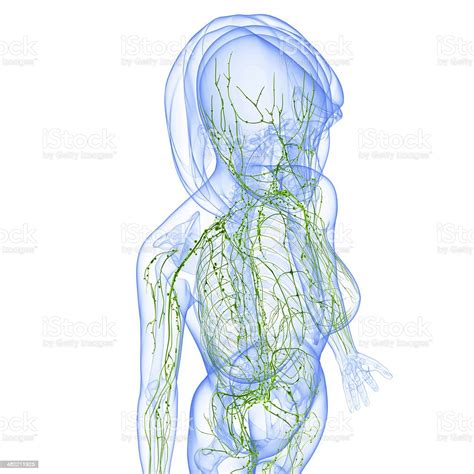 Lymphatic System Of Female Stock Photo Download Image Now Abdomen