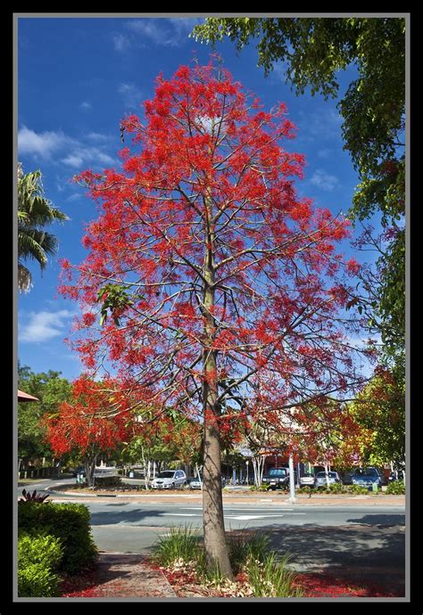 Illawarra Flame Tree Brachychiton Acerifoliusat Sandgate Flickr