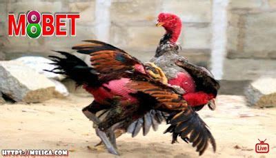 Sportifitas pertarungan sabung ayam derby manila filipina. SABUNG AYAM ONLINE INDONESIA: Keistimewaan Adu Ayam yang Dapat Selalu Menang di 2020 | Latihan ...