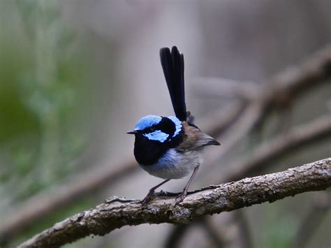 Birdwatching Nature And Wildlife Victoria Australia