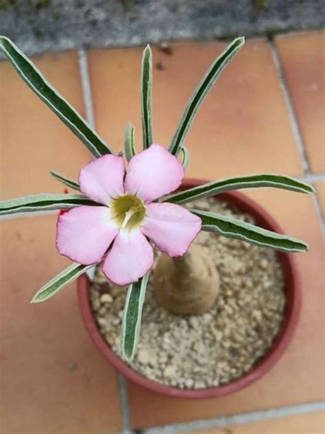 Adenium Obesum Subsp Oleifolium Desert Rose World Of Succulents