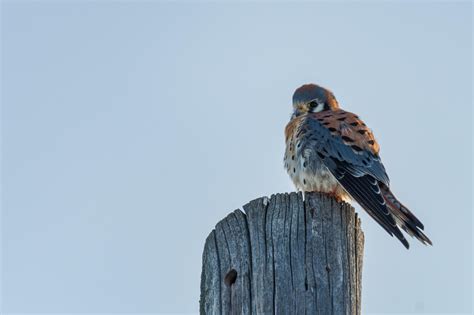 American Kestrel At The End Of A Montana Winter Rbirding